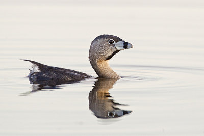 Pied-billed Grebes