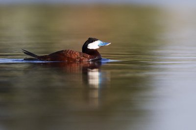 ruddy duck 052712_MG_7153