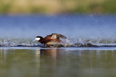 ruddy duck 052712_MG_7322