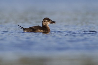 ruddy duck 052712_MG_7379