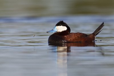 ruddy duck 052712_MG_7423