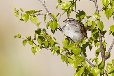swamp sparrow 052612_MG_6156