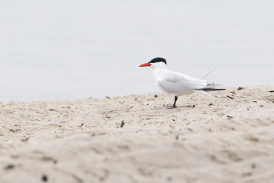 caspian tern 060312_MG_9337