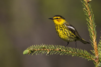 cape may warbler 060212_MG_9150