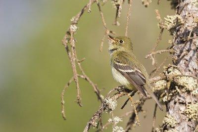 yellow-bellied flycatcher 060212_MG_8870