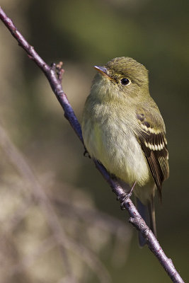 yellow-bellied flycatcher 060212_MG_8925