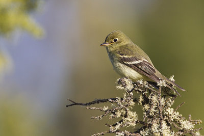 yellow-bellied flycatcher 060212_MG_8918