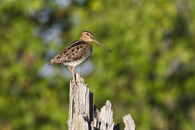 wilson's snipe 060712_MG_9732