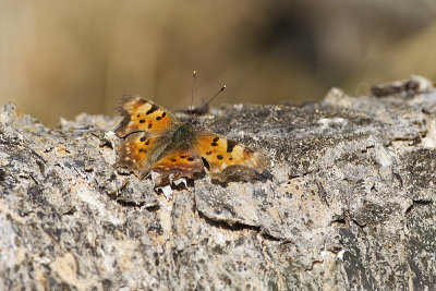 green comma 061012_MG_9813