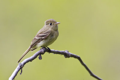 Western Flycatchers