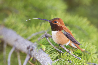 rufous hummingbird 061612_MG_0051