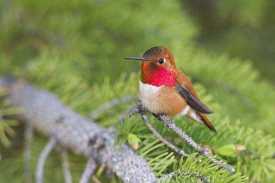 rufous hummingbird 061612_MG_0060