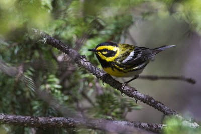 townsend's warbler 061712_MG_1344