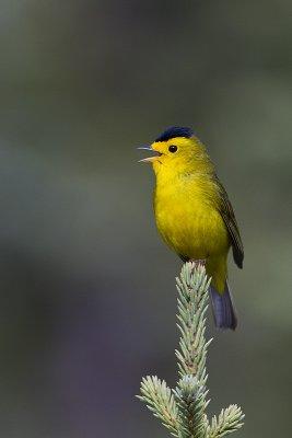 wilson's warbler 061712_MG_1489