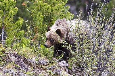 grizzly bear 061612_MG_0604