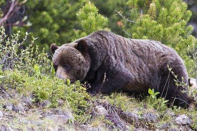 grizzly bear 061612_MG_0590