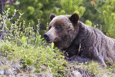 grizzly bear 061612_MG_0585