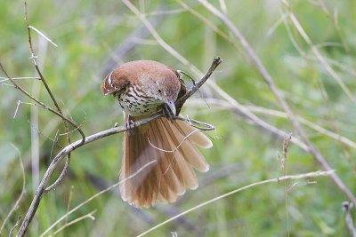 brown thrasher 062412_MG_3804