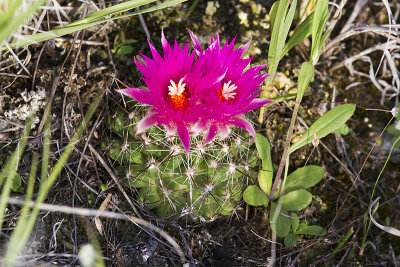 ball cactus 062312_MG_0422