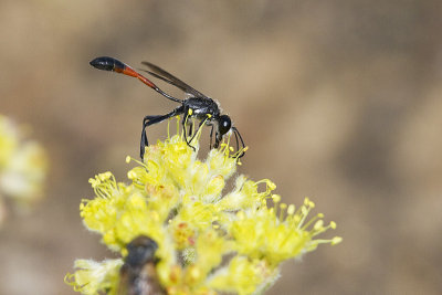 thread-waisted wasp 062312_MG_9298