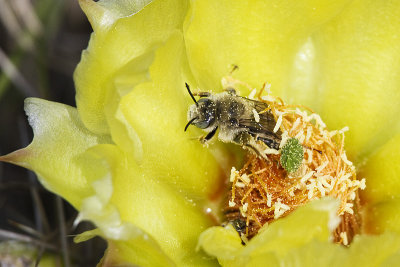 cactus bee? 062312_MG_9824