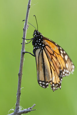 monarch butterfly 062312_MG_0157