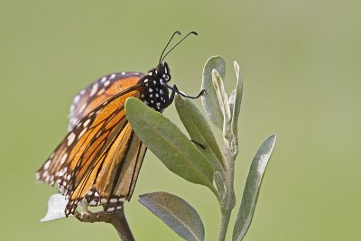 monarch butterfly 062312_MG_0251