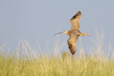 long-billed curlew 062412_MG_3371