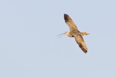 long-billed curlew 062412_MG_3397