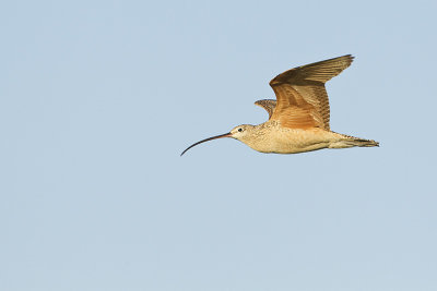 long-billed curlew 062412_MG_3559