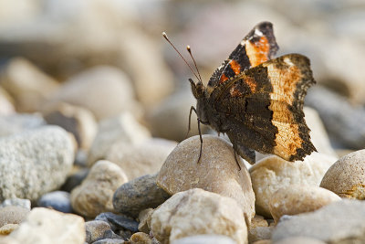 milbert's tortoise shell 062312_MG_0396