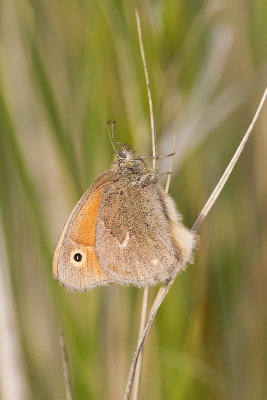 inornate ringlet 062312_MG_0477