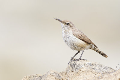 Rock Wrens