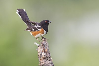 Spotted Towhees