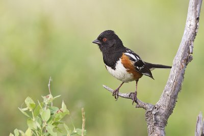 spotted towhee 062312_MG_2575