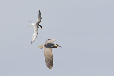 forster's tern & black-crowned night heron 070212_MG_6306
