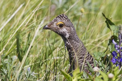 dusky grouse 063012_MG_4750