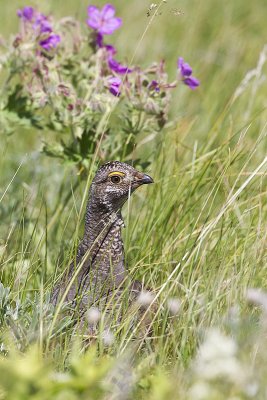 dusky grouse 063012_MG_4786