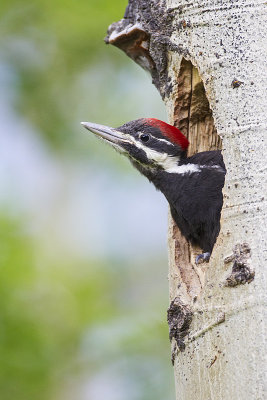 pileated woodpecker 062912_MG_4264 