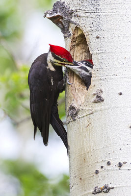 pileated woodpeckers 062912_MG_4196 