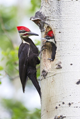 pileated woodpeckers 062912_MG_4183 