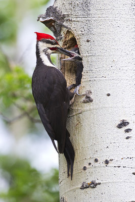 pileated woodpeckers 062912_MG_4133 