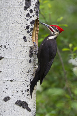 Pileated Woodpeckers