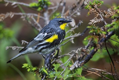 yellow-rumped warbler 070212_MG_5463 