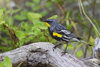 yellow-rumped warbler070212_MG_5442 