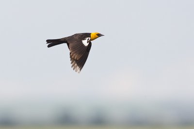 yellow-headed blackbird 070212_MG_5806 