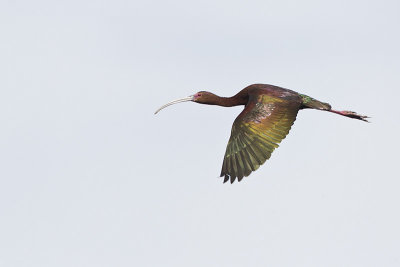 white-faced ibis 070212_MG_6404