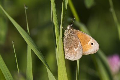 ringlet ? 070812_MG_1850
