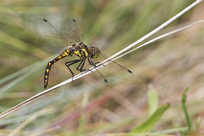 ? dragonfly 071412_MG_2214 