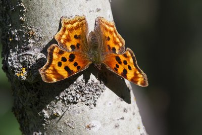 satyr anglewing 072212_MG_3887 